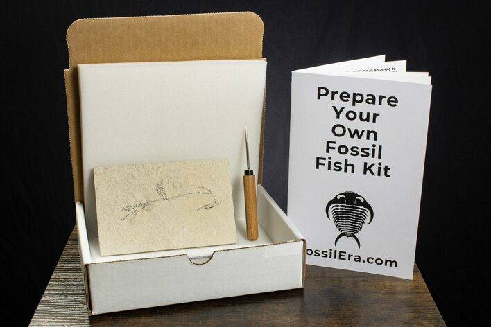Prepare Your Own Fossil Fish Kit - Knightia or Diplomystus - Photo 1